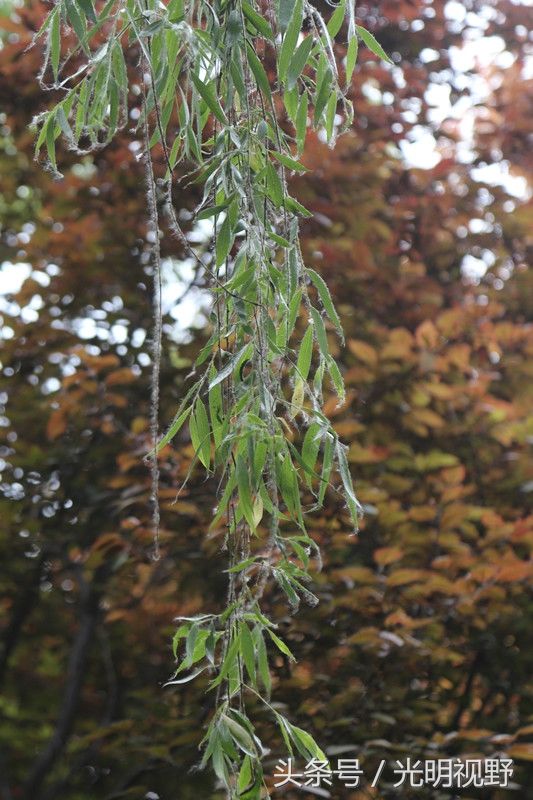 河南郑州:给柳树打避孕针治理飞絮,希望市民