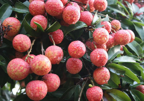 泰国水果自助餐最受欢迎的水果,想吃多少就有