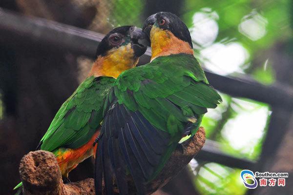 鹦鹉浓情蜜意。
