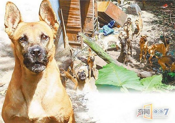 爱狗男子猝死家中遭爱犬分食，住二楼侄女竟毫不知情!