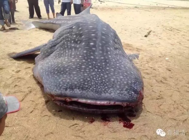 福建现7米巨型鲨鱼 皮肤上有大颗白色斑点