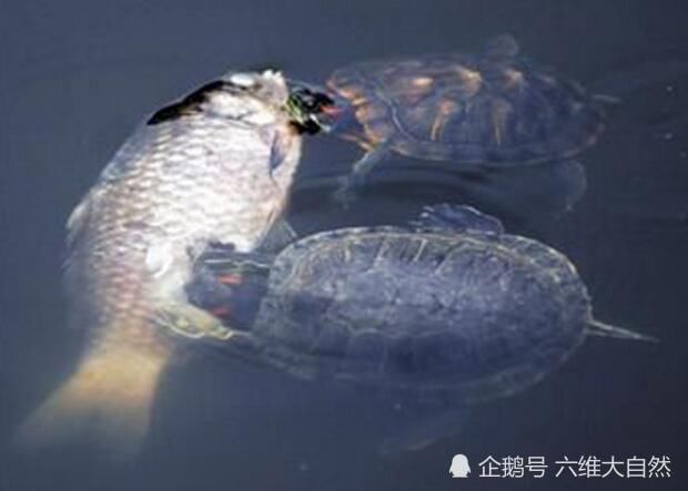 以为随意放生只小小巴西龟,却不知它带给本地