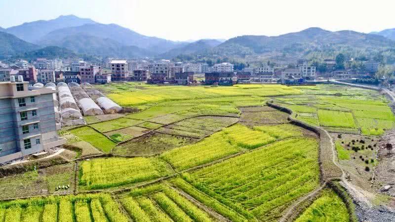 槎溪镇油菜花美,人更美!