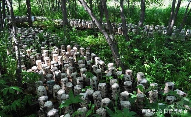 生长在牛粪上的野味地木耳,营养又美味,你吃过