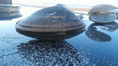 男子海里捉到贝壳做烧烤吃,洒了一点盐后,让他吃惊的事情发生了