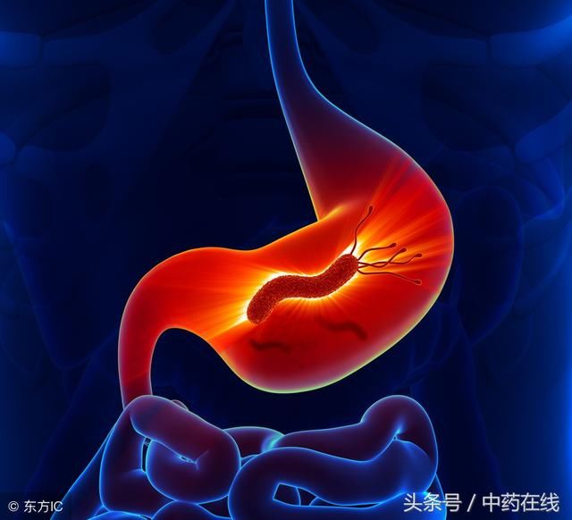 随处可见1种树,强行灭除幽门螺旋杆菌,养胃比