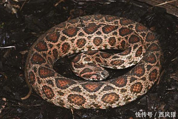 中国10大常见毒蛇,白眉蝮第六,眼镜王蛇第三,第一咬人不警告