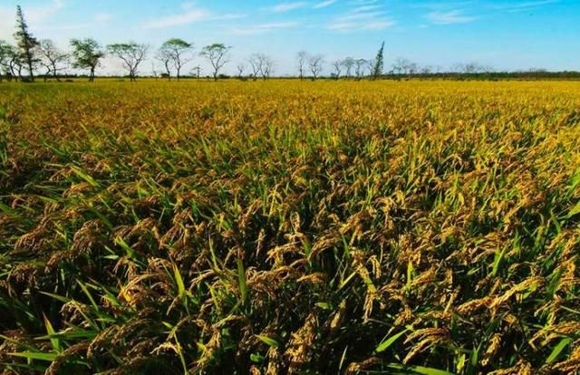 不用化学肥料、不施化学农药,崇明两无化大米