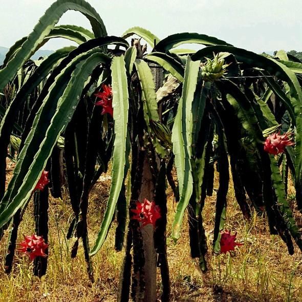 今天说说哪些植物可以嫁接蟹爪兰