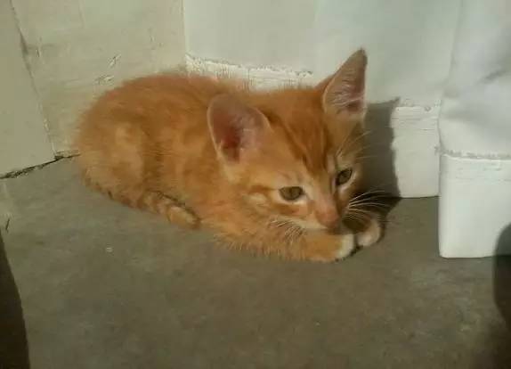 一篇给狗狗的悼文,慎入.