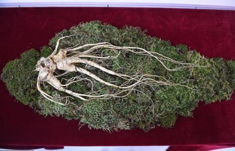 全球最大人参王现身,最大的单个人参王,拍卖价好恐怖