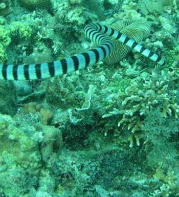 世界上最毒的蛇 毒蛇十大排名 世界上最毒的蛇 毒蛇十大排名