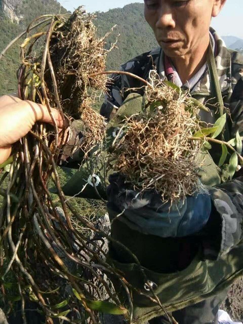 藏在悬崖峭壁上的野生石斛,功效竟比种植的铁