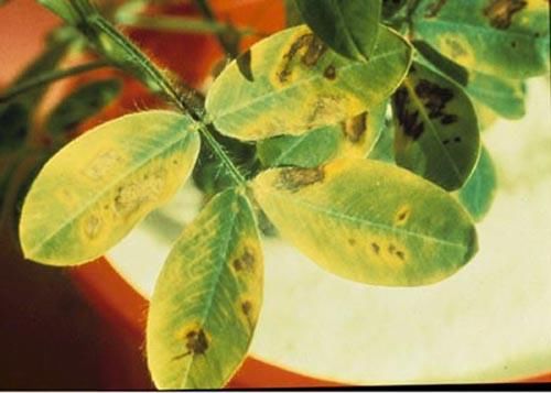 花生缺钙、缺镁、缺硫症状及施肥