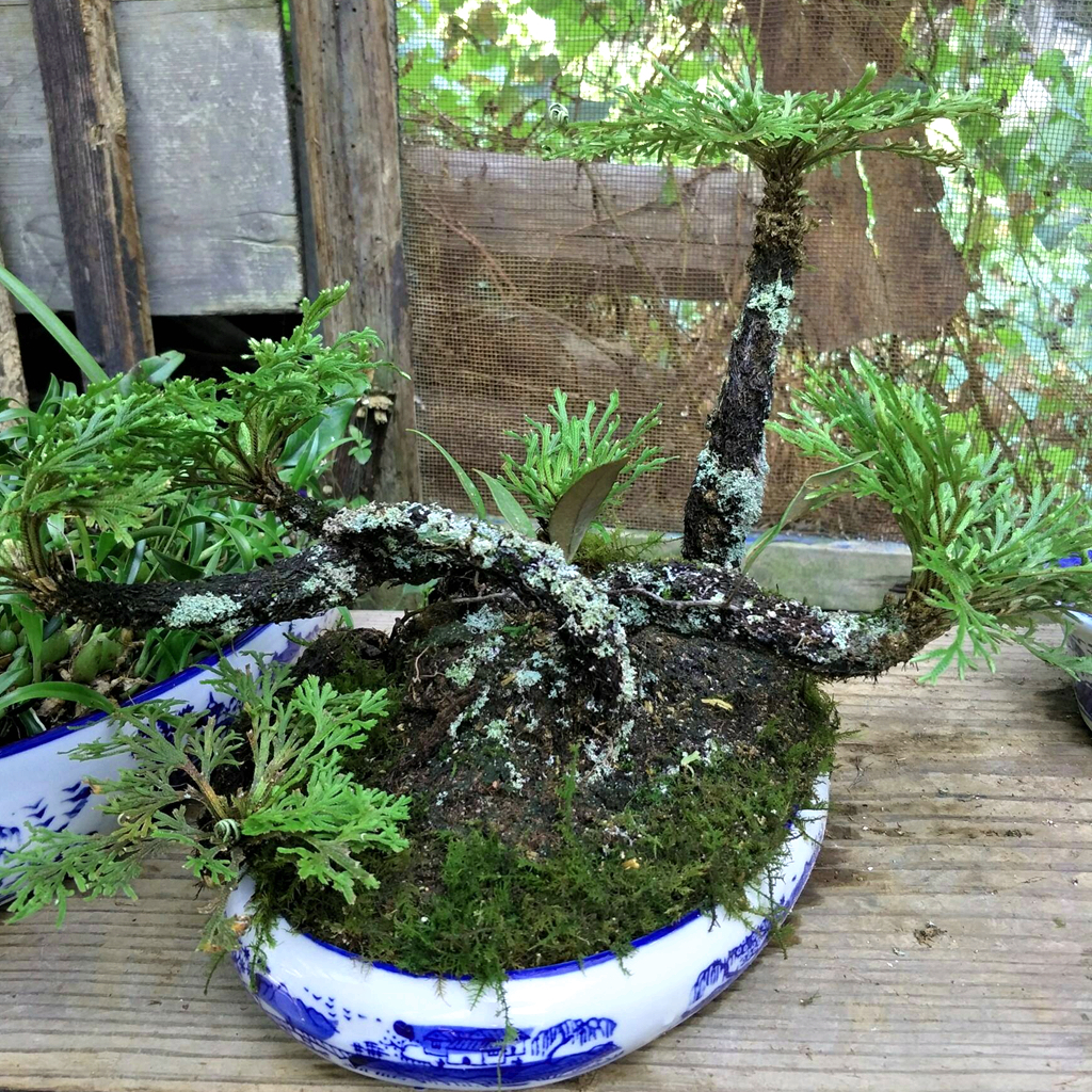 农村一种植物,人称"九死还魂草",若见到,记得带两棵回家盆栽