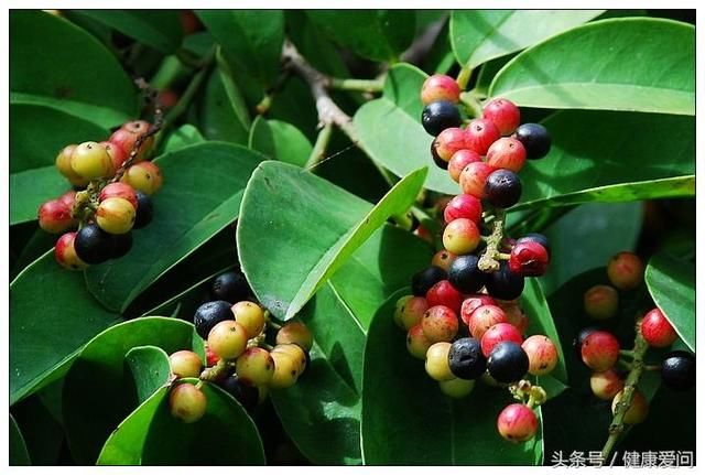 每天学一味中药:《神农本草经》列五味子为上