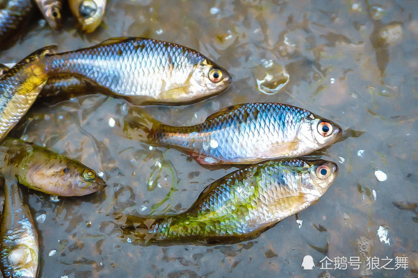 老人大集上卖河里捞的这些野味,你认识几种?稀