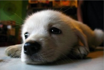 呆萌呆萌的小汪星人,让人不禁心生怜爱!来我抱