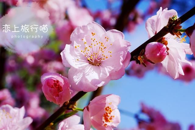 春去春又回来!地铁西郊线开通告别拥堵,今日北