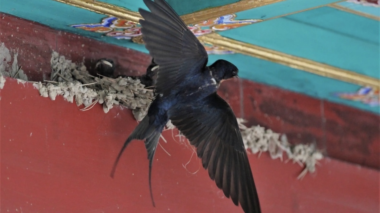 普通雨燕纳入《北京市重点保护野生动物名录》 普通雨燕纳入《北京市重点保护野生动物名录》