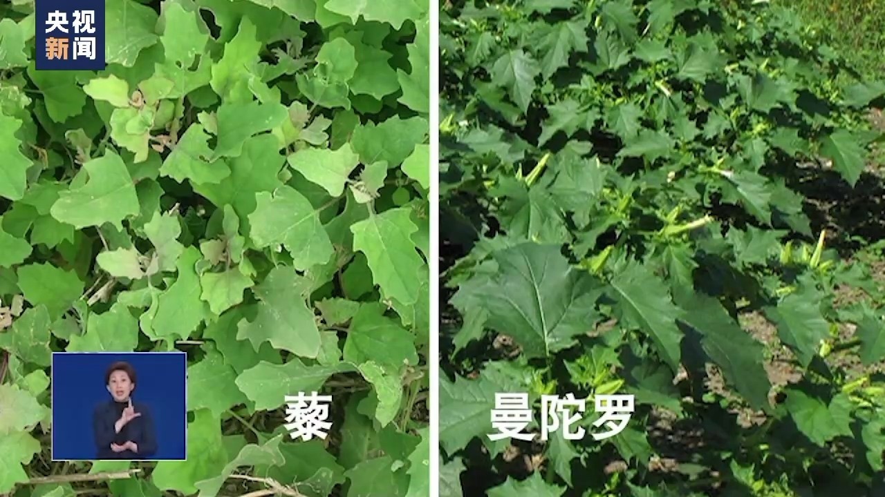 想挖野菜尝鲜 野菜和 毒草 可别傻傻分不清楚 否则真要命 想挖野菜尝鲜 野菜和 毒草 可别傻傻分不清楚 否则真要命