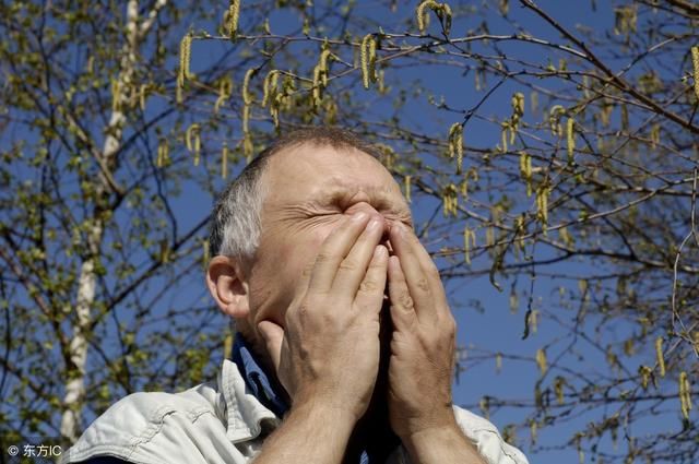柳絮飘飞,过敏性鼻炎又来了!快看来来专家治鼻