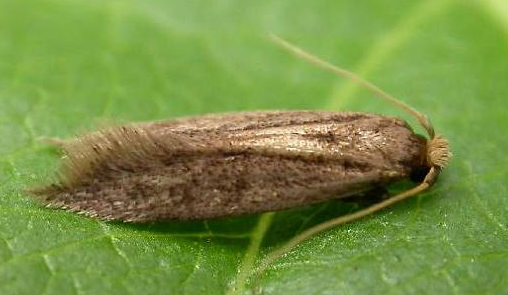 中国十大外来入侵昆虫,危害极大,难以控制