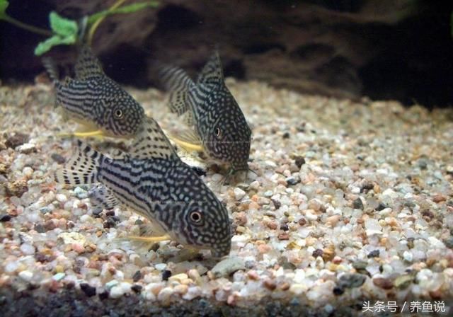 孔雀鱼能和什么鱼混养?斗鱼居然可以,孔雀鱼品