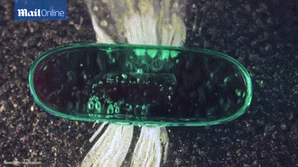 北京时间8月4日消息，据国外媒体报道，相信每个人都吃过药，但你有没有想象过药片在你的胃里面融解的样子？