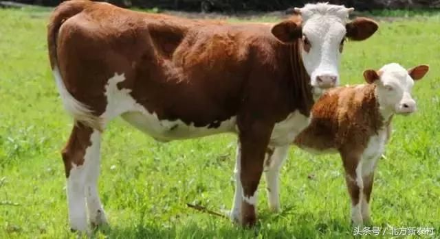养牛自繁自养4大优势,降低成本还能拿补贴!