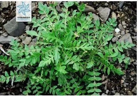 北方农村人,春天最常吃的一道野味,南方人特羡