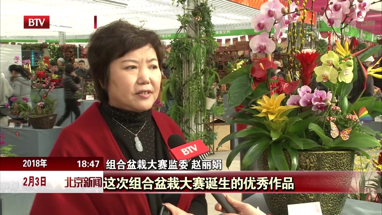 千万盆年宵花扮美北京节日市场 千万盆年宵花扮美北京节日市场