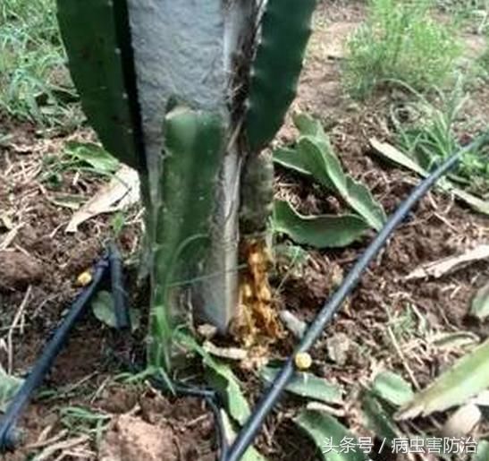 火龙果茎腐病:从发病原因到综合管理方案