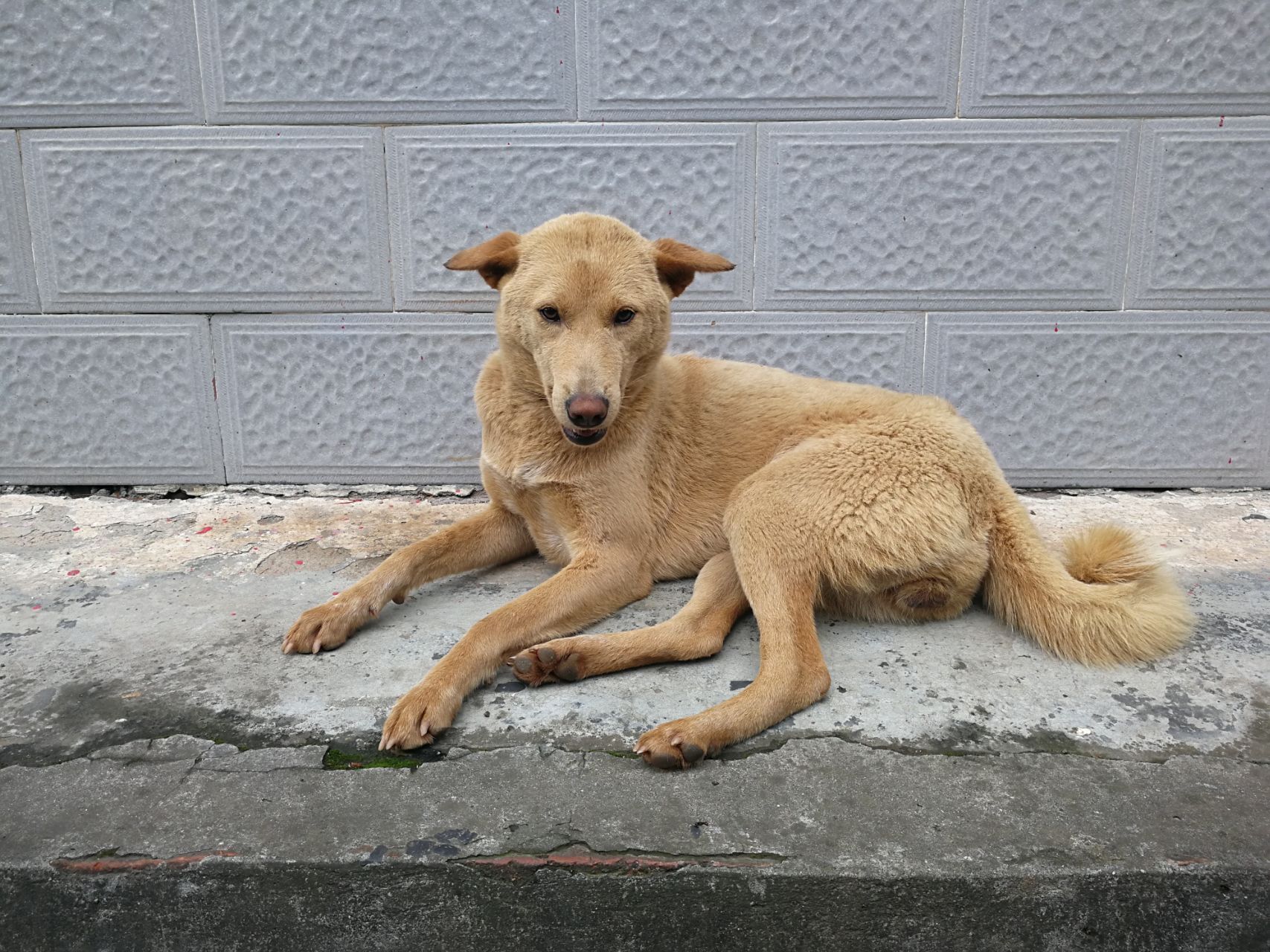 主人不在家,土狗坐镇看守200只鸭子,结果亮了!-北京时间
