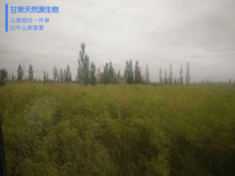 世界上最好的长寿药有四种