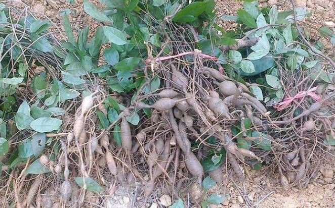 农村不起眼的野菜,如今成了宝贝,根60一斤,种子120一斤!