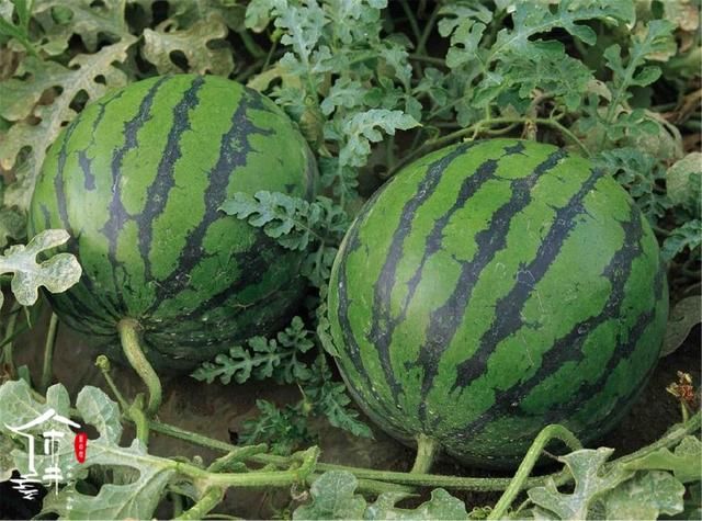 如何挑选一个好的西瓜,看瓜蒂,分公母,光拍打听