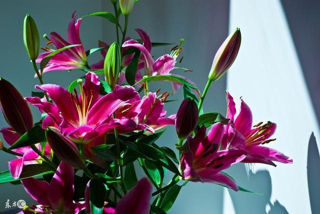 怀孕期间孕妇的情绪对胎儿有何影响?