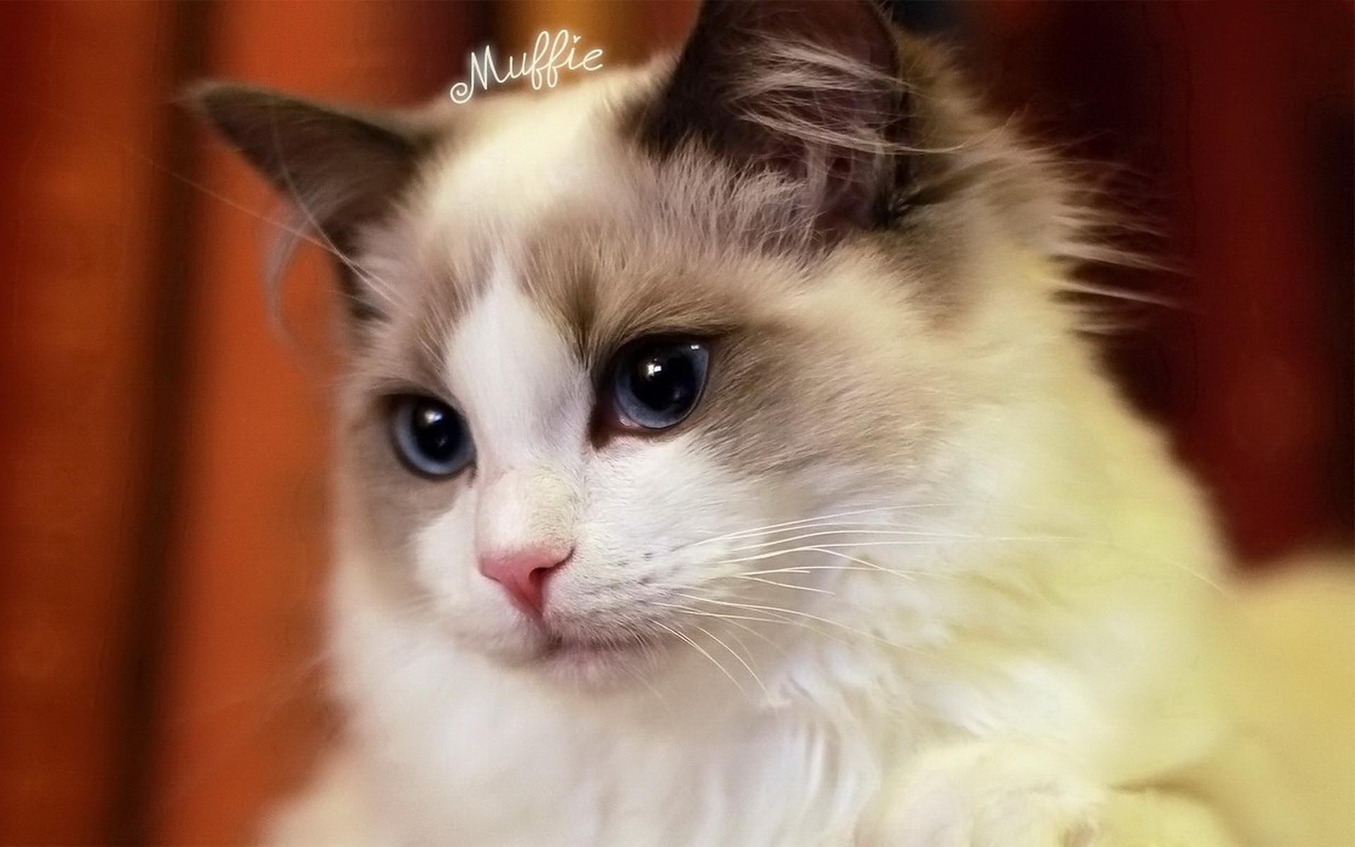 专属12星座适合养的小猫咪,我最想养天蝎座,了