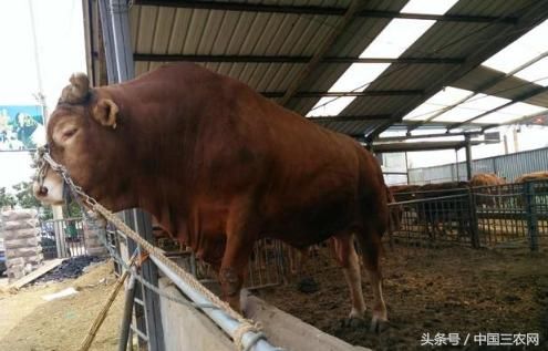 2018年国家将扶持农村的这几个养殖项目?