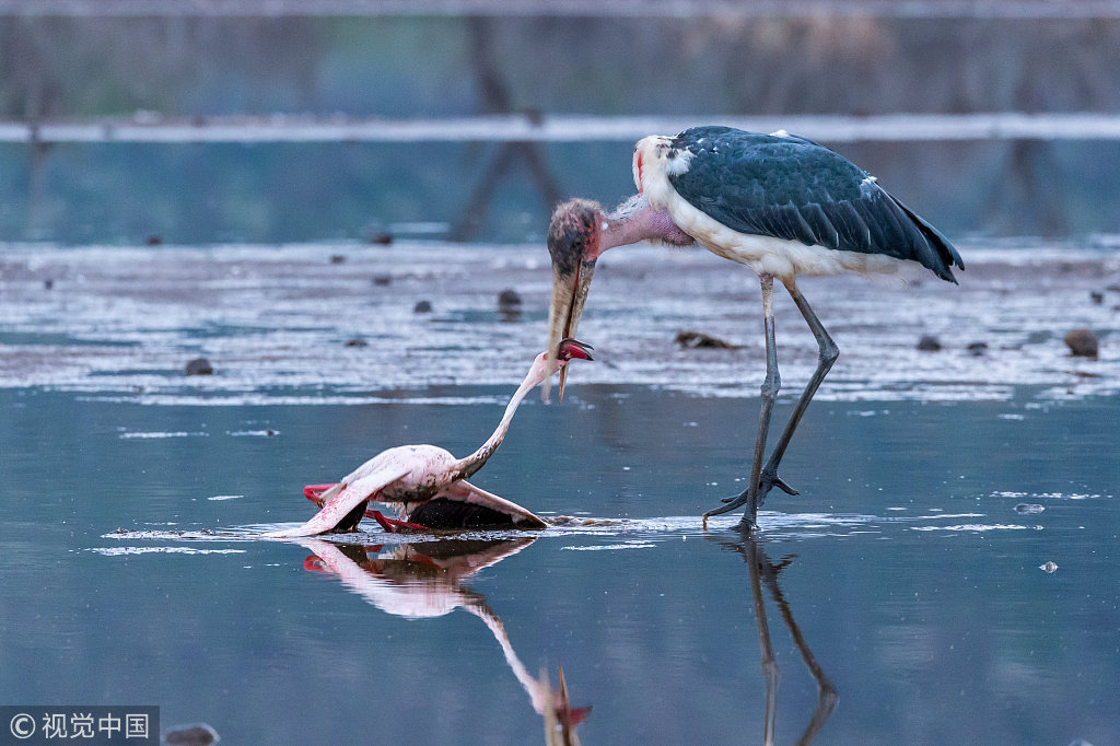 肯尼亚:一言不合就打架 秃鹳使出"锁头功"将火烈鸟打趴