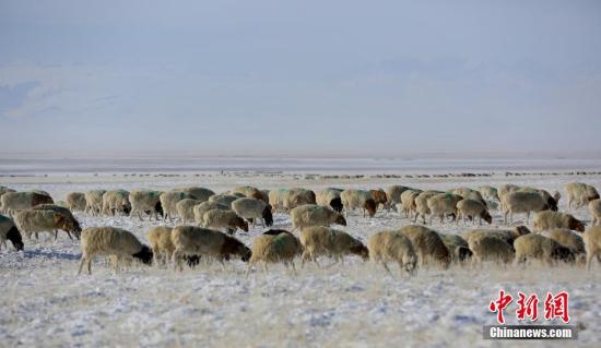 牧民年入二三十万还打饥荒:生产成本高 消费