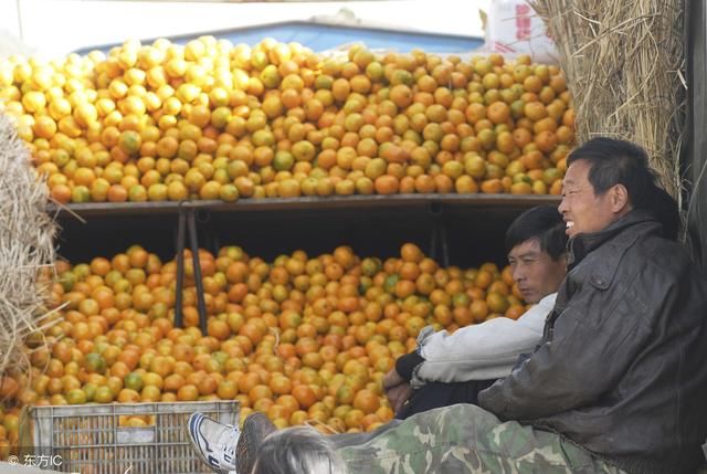 赚翻倍还是亏血本 柑橘市场选品很重要