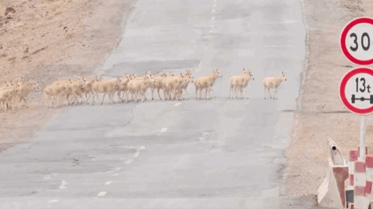 一停二看三通过~藏羚羊“过马路”超可爱！