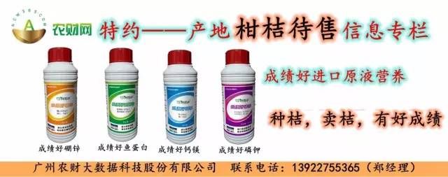 【农财网柑价】盖膜沙糖橘价格小跌,大雪封路