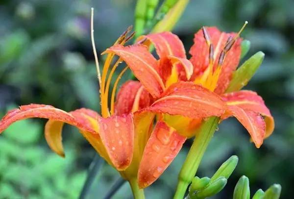 【西域•风物】黄花菜一定是黄色的吗? 【西域•风物】黄花菜一定是黄色的吗?