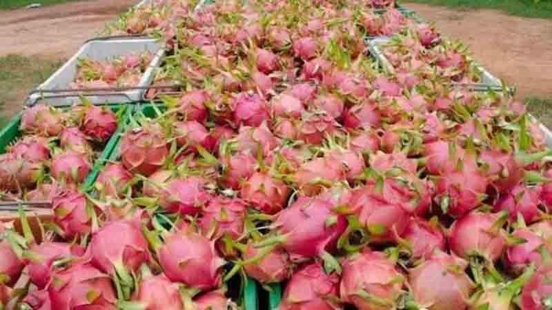 火龙果采后贮藏贮运过程中防腐保鲜方法的应用