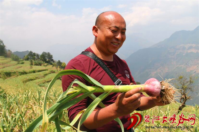 排把村500亩大蒜喜获丰收