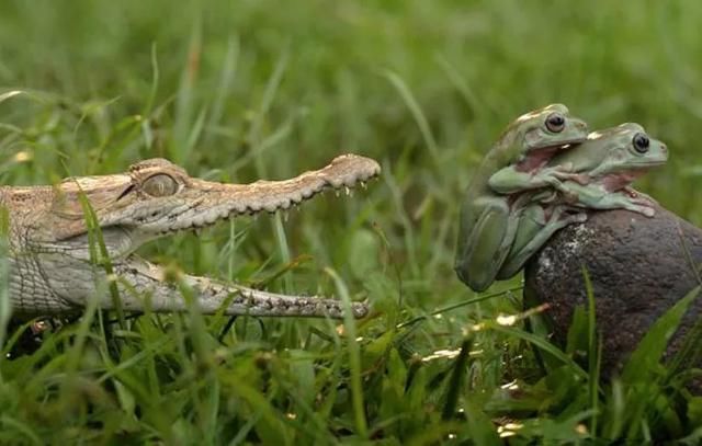 鳄鱼张大嘴逼近,两青蛙叠一起正忙碌:等我们爽完再说
