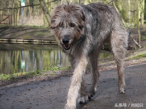 大部分人都不知道,世界上十大昂贵的的狗的品